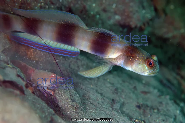 : Steinitz Shrimpgoby - and Snapping Shrimp (Alpheus sp) : Steinitz Shrimpgoby - and Snapping Shrimp (Alpheus sp)