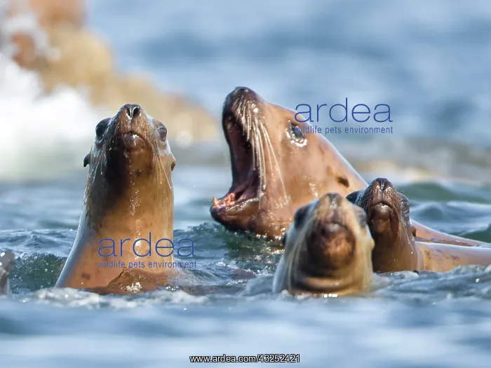 : Stellar Sea Lions (Eumetopias jubatus) in : Stellar Sea Lions (Eumetopias jubatus) in