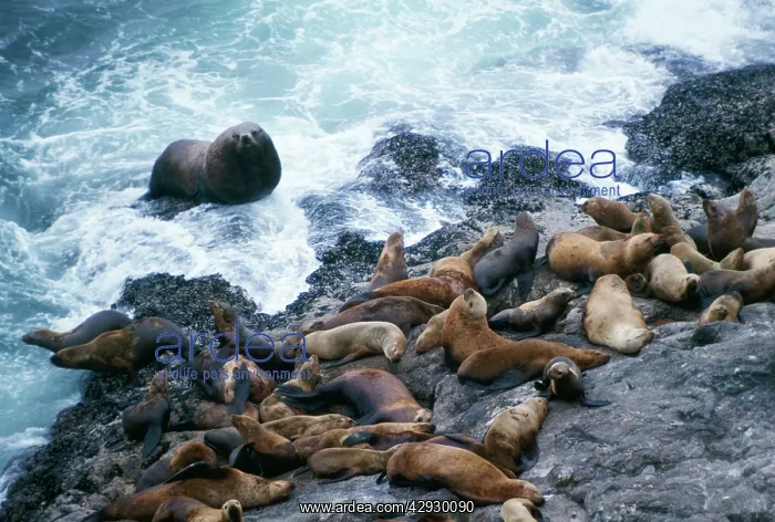 : Stellar / Steller Sealion - bull coming ashore : Stellar / Steller Sealion - bull coming ashore