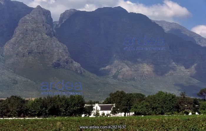 : Stellenbosch Wine Estate : Stellenbosch Wine Estate