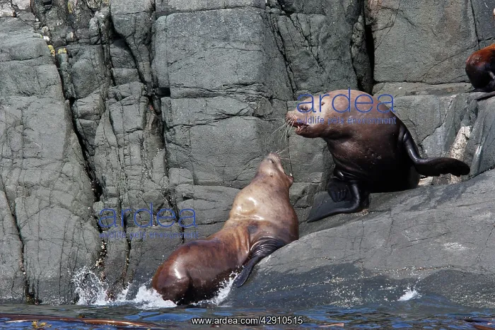 : Steller / Northern sealion - two : Steller / Northern sealion - two