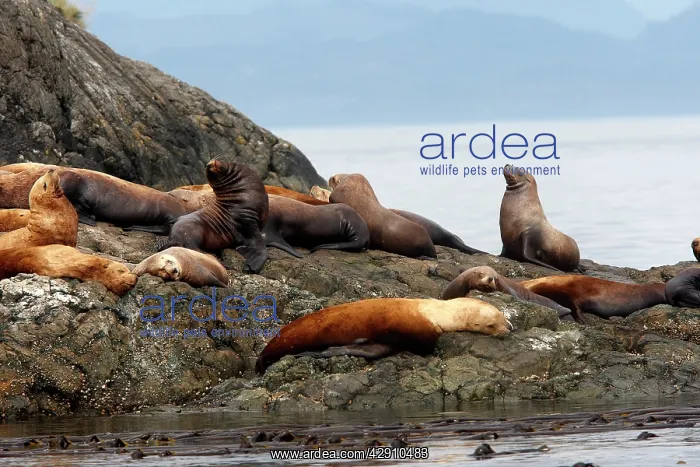 : Steller / Northern sealion - group relaxing on rocks : Steller / Northern sealion - group relaxing on rocks