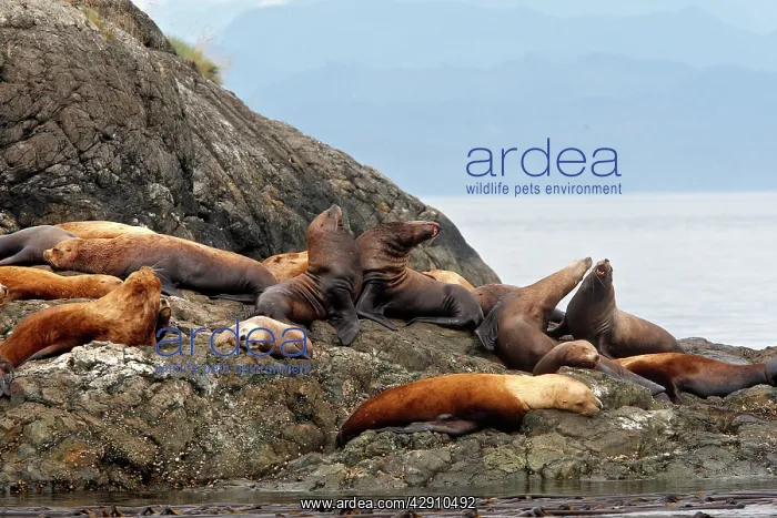 : Steller / Northern sealion - group relaxing on rocks : Steller / Northern sealion - group relaxing on rocks