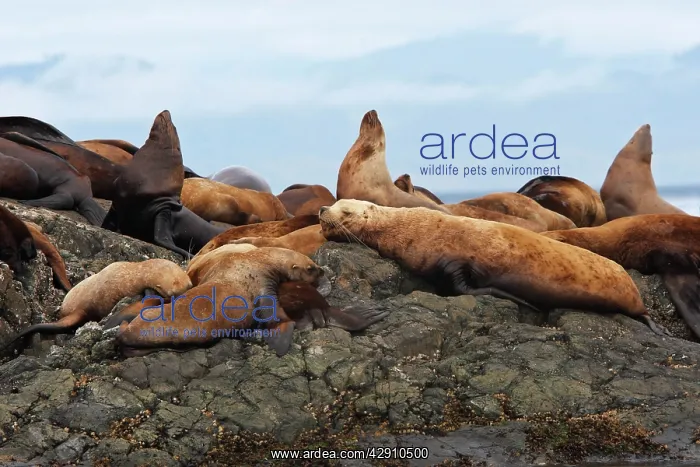 : Steller / Northern sealion - group relaxing on rocks : Steller / Northern sealion - group relaxing on rocks