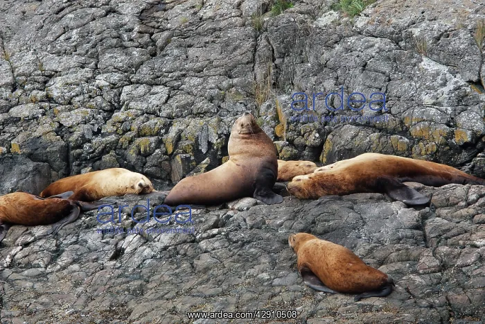 : Steller / Northern sealion - group relaxing on rocks : Steller / Northern sealion - group relaxing on rocks