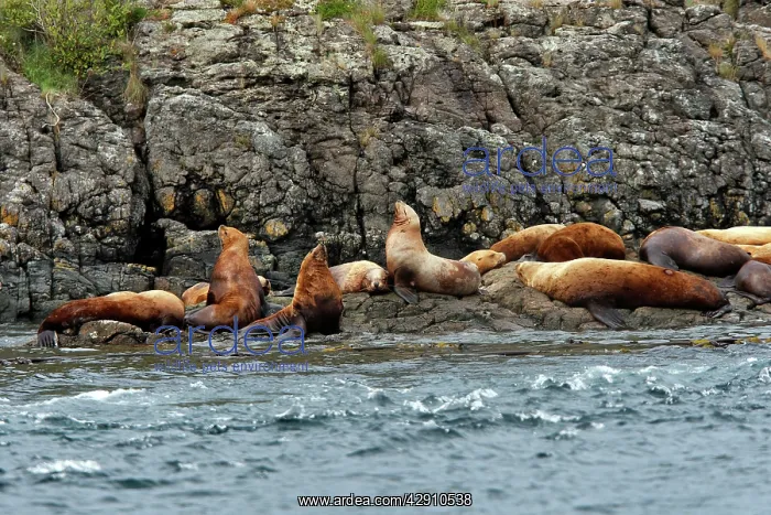 : Steller / Northern sealion - group relaxing on rocks : Steller / Northern sealion - group relaxing on rocks