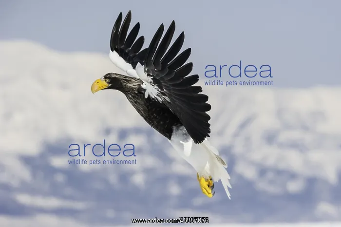 : Steller Sea Eagle (Haliaeetus pelagicus), Rausu : Steller Sea Eagle (Haliaeetus pelagicus), Rausu