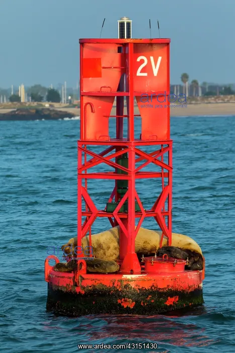 : Steller sea lion (Eumetopias jubatus) also known : Steller sea lion (Eumetopias jubatus) also known