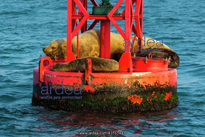 : Steller sea lion (Eumetopias jubatus) also known : Steller sea lion (Eumetopias jubatus) also known