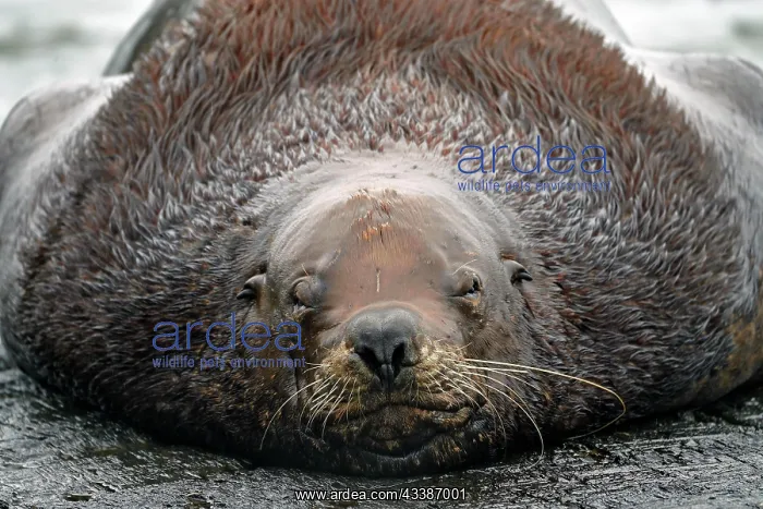 : Steller sea lion (Eumetopias jubatus) lying on a : Steller sea lion (Eumetopias jubatus) lying on a