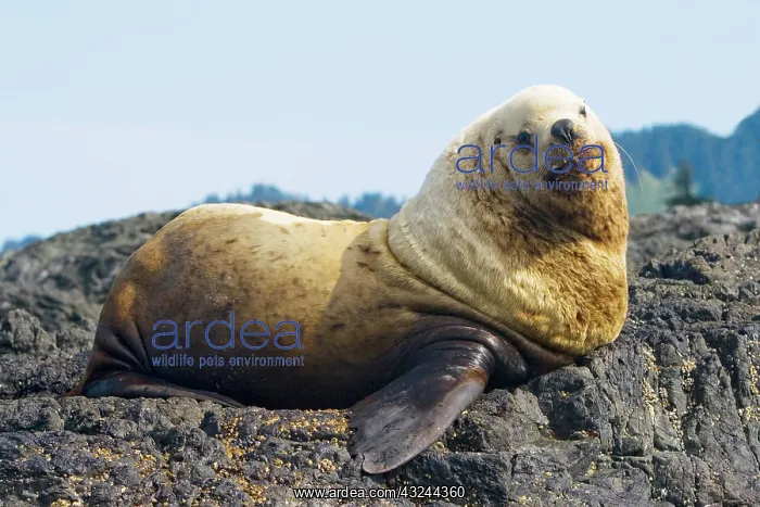 : Steller sea lion, Eumetopias jubatus, Queen : Steller sea lion, Eumetopias jubatus, Queen