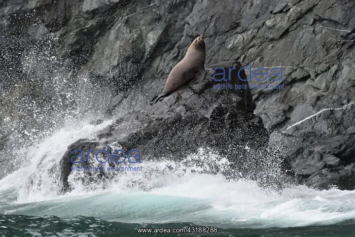 : Steller sea lion ( Eumetopias jubatus) on the shore : Steller sea lion ( Eumetopias jubatus) on the shore