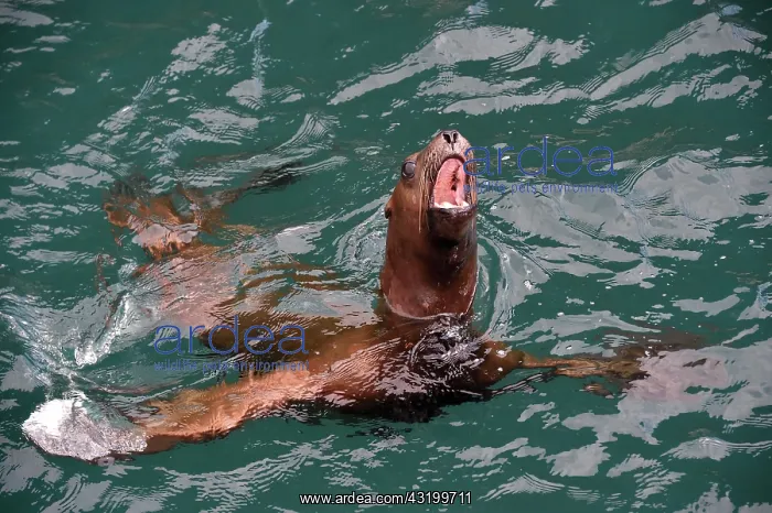 : Steller sea lion ( Eumetopias jubatus) in water : Steller sea lion ( Eumetopias jubatus) in water