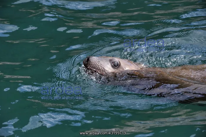 : Steller sea lion ( Eumetopias jubatus) in water : Steller sea lion ( Eumetopias jubatus) in water
