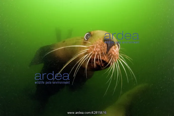 : steller sea lion or Northern sea lion Eumetopias jubatus End : steller sea lion or Northern sea lion Eumetopias jubatus End
