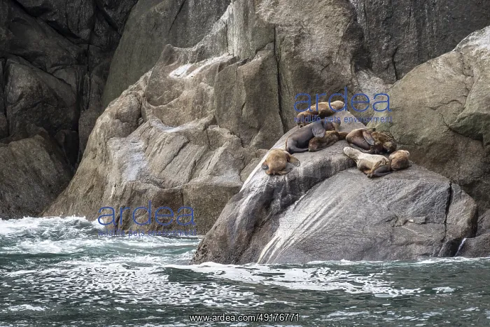 : Steller sea lions (Eumetopias jubatus) : Steller sea lions (Eumetopias jubatus)