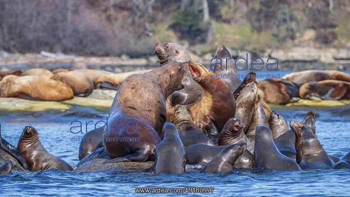 : Steller sea lions (Eumetopias jubatus) hauled out at Norris Rocks near Hornby Island in the Salish Sea : Steller sea lions (Eumetopias jubatus) hauled out at Norris Rocks near Hornby Island in the Salish Sea