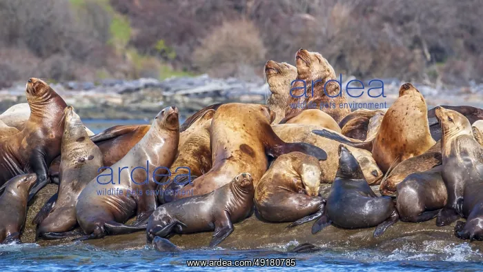 : Steller sea lions (Eumetopias jubatus) hauled out at Norris Rocks near Hornby Island in the Salish Sea : Steller sea lions (Eumetopias jubatus) hauled out at Norris Rocks near Hornby Island in the Salish Sea