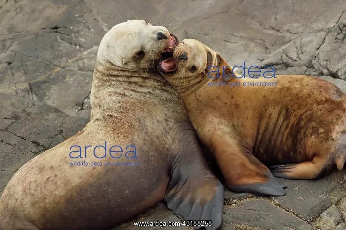  : Steller sea lions ( Eumetopias jubatus) on the shore