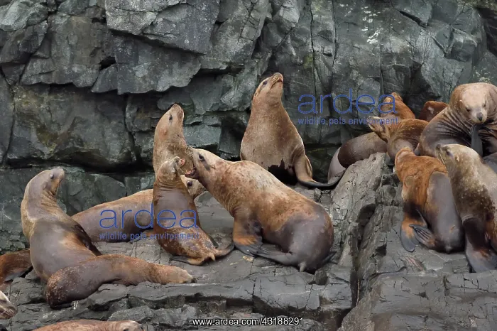 : Steller sea lions ( Eumetopias jubatus) on the shore : Steller sea lions ( Eumetopias jubatus) on the shore