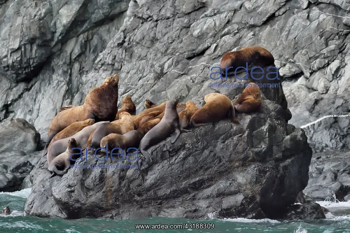 : Steller sea lions ( Eumetopias jubatus) on the shore : Steller sea lions ( Eumetopias jubatus) on the shore