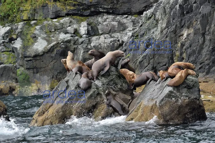 : Steller sea lions ( Eumetopias jubatus) on the shore : Steller sea lions ( Eumetopias jubatus) on the shore
