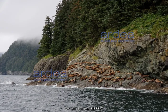 : Steller sea lions ( Eumetopias jubatus) on the shore : Steller sea lions ( Eumetopias jubatus) on the shore
