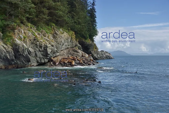 : Steller sea lions ( Eumetopias jubatus) on the shore : Steller sea lions ( Eumetopias jubatus) on the shore