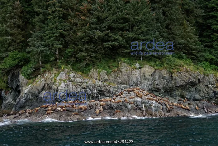 : Steller sea lions ( Eumetopias jubatus) on the shore : Steller sea lions ( Eumetopias jubatus) on the shore