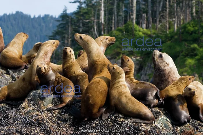 : Steller sea lions on rookery, Eumetopias : Steller sea lions on rookery, Eumetopias