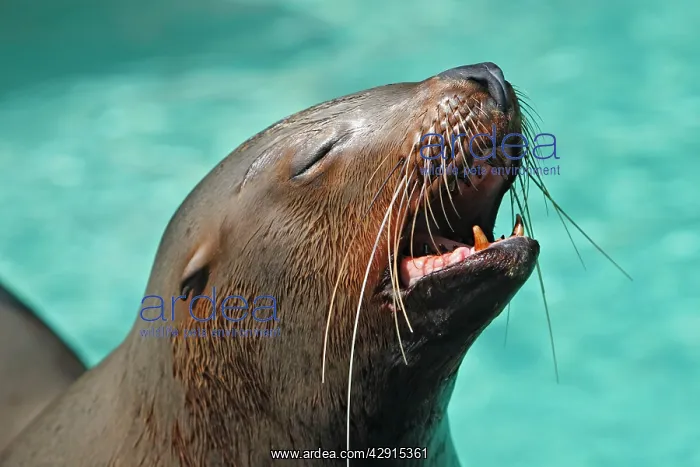 : Steller Sealion : Steller Sealion