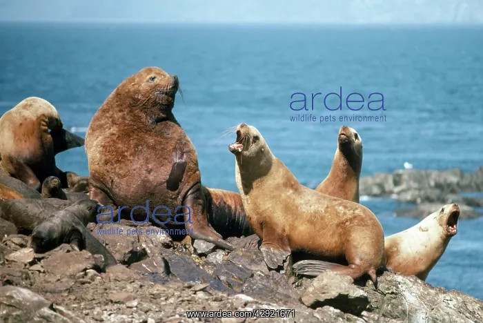 : Steller Sealion - male with females & young