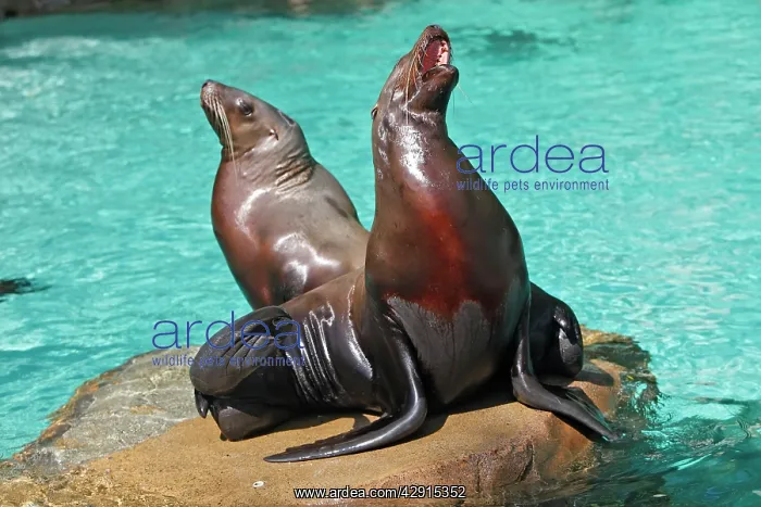 : Steller Sealion - two on rock : Steller Sealion - two on rock