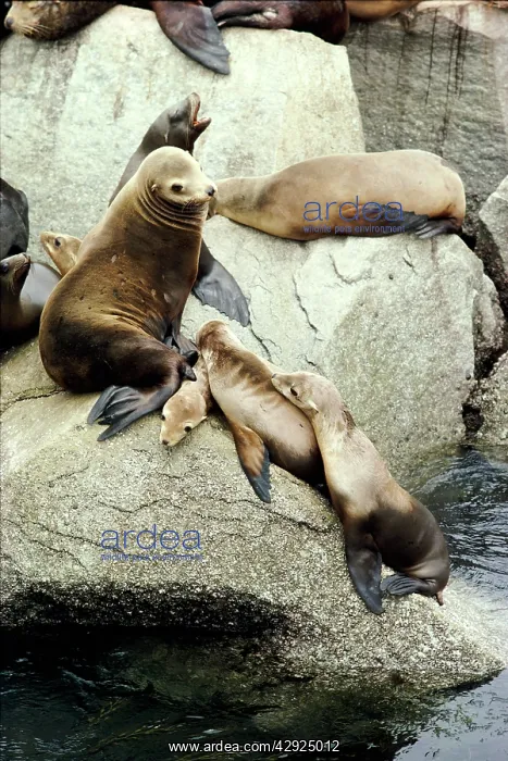 : Steller / Stellar SEALIONS - on rocks, with pups : Steller / Stellar SEALIONS - on rocks, with pups