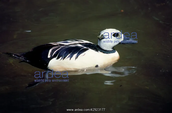 : STELLERIS EIDER DUCK - male on water : STELLERIS EIDER DUCK - male on water