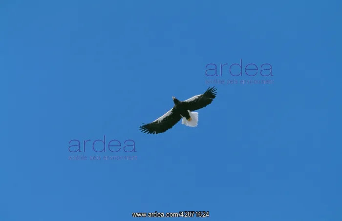 : StellerIs Sea EAGLE - FLIGHT : StellerIs Sea EAGLE - FLIGHT