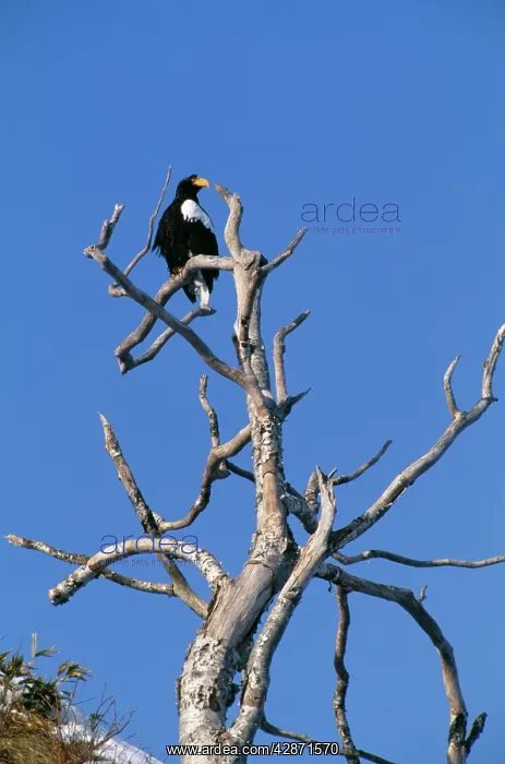 : StellerIs Sea EAGLE - PERCHED : StellerIs Sea EAGLE - PERCHED