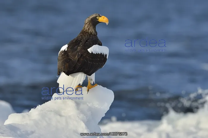 : Steller's Eagle (Haliaeetus pelagicus) on ice, Hokkaido : Steller's Eagle (Haliaeetus pelagicus) on ice, Hokkaido