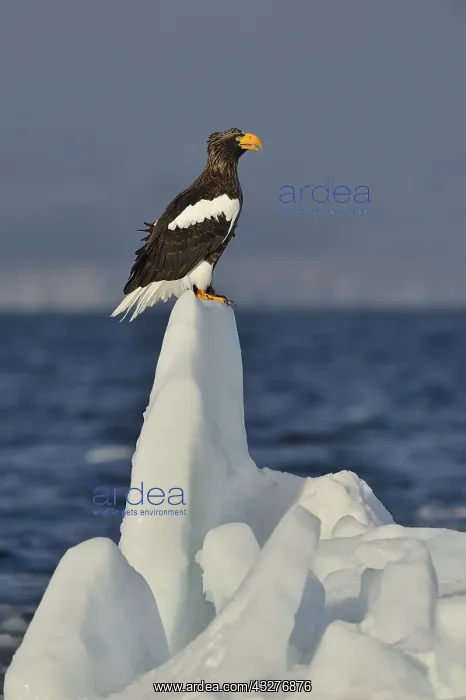 : Steller's Eagle (Haliaeetus pelagicus) on ice, Hokkaido : Steller's Eagle (Haliaeetus pelagicus) on ice, Hokkaido