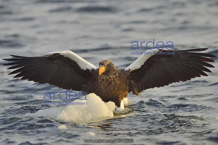  : Steller's Eagle (Haliaeetus pelagicus) landing on
