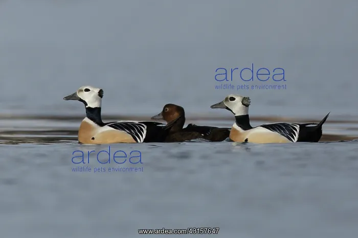 : Steller's Eider : Steller's Eider