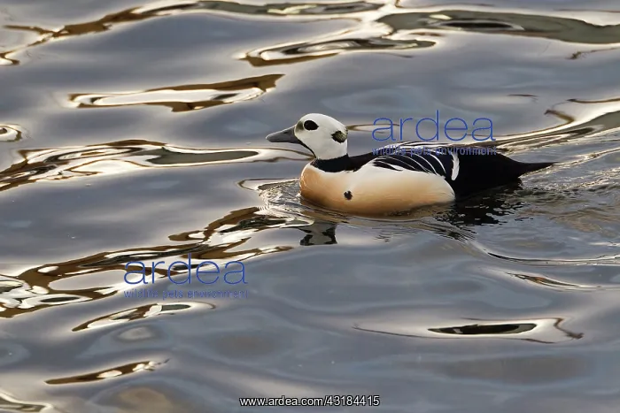: Steller's Eider : Steller's Eider