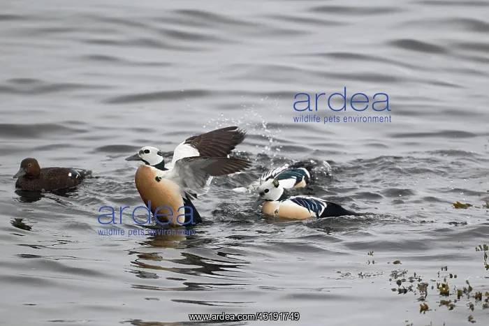 : Steller's Eider