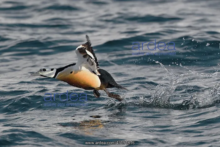 : Steller's Eider : Steller's Eider