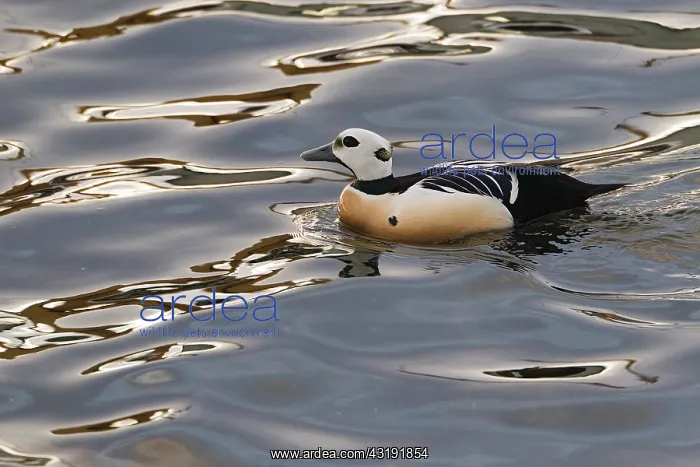 : Steller's Eider : Steller's Eider