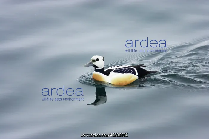 : Steller's Eider - Drake : Steller's Eider - Drake