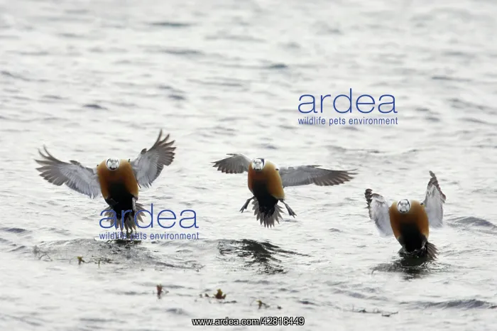 : Steller's Eider - Drake coming in to land : Steller's Eider - Drake coming in to land