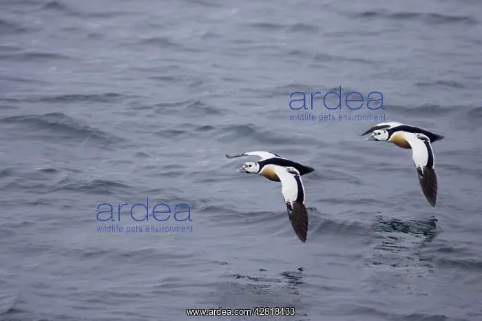 : Steller's Eider - Drake in flight : Steller's Eider - Drake in flight
