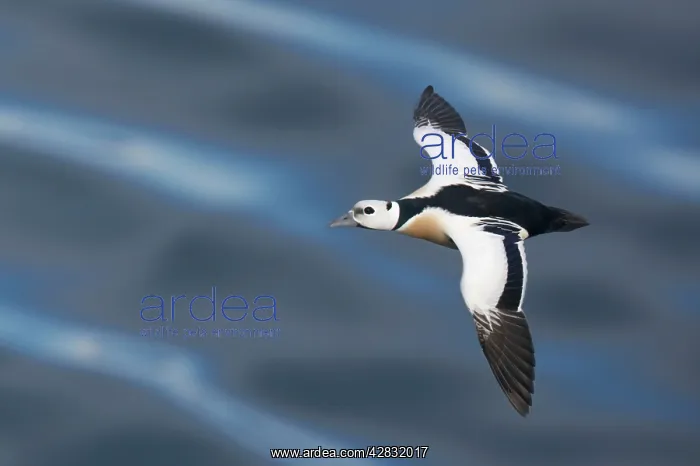 : Steller's Eider - drake in flight : Steller's Eider - drake in flight