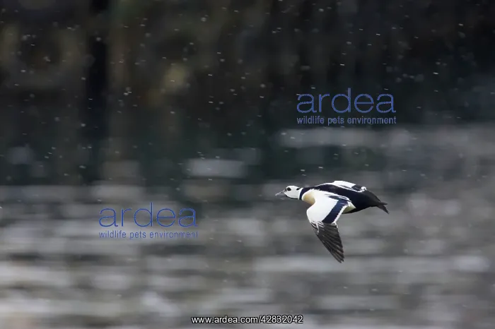 : Steller's Eider - drake in flight : Steller's Eider - drake in flight